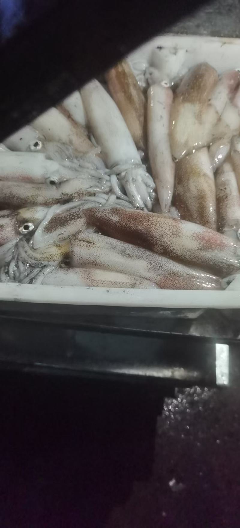 北部湾灯光鲜鱿（当晚鱿和隔晚鱿都有）