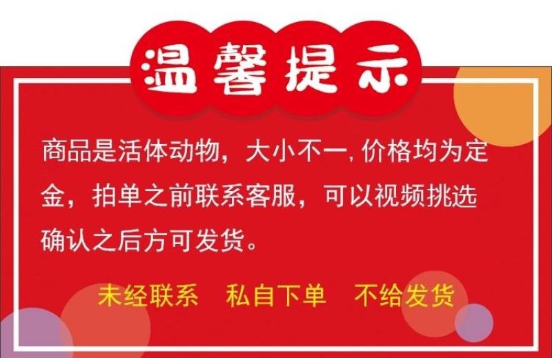 商品活体鳄鱼全国发货一条也发货可视频挑选