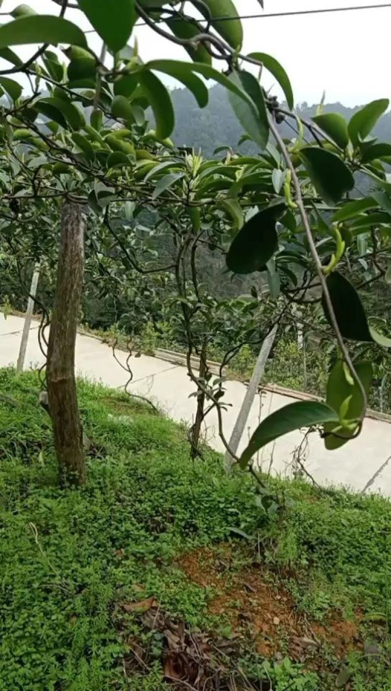 黑老虎，布福娜3年优质品种大苗，种植结果快