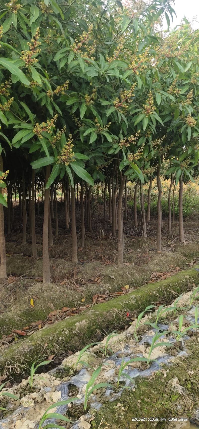 芒果直生苗，成活率高！