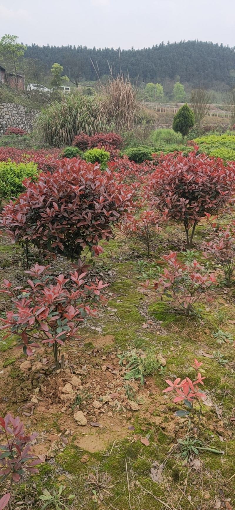 红叶石楠精球毛球供应