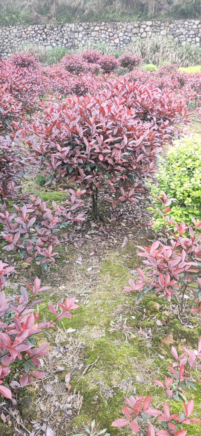 红叶石楠精球毛球供应