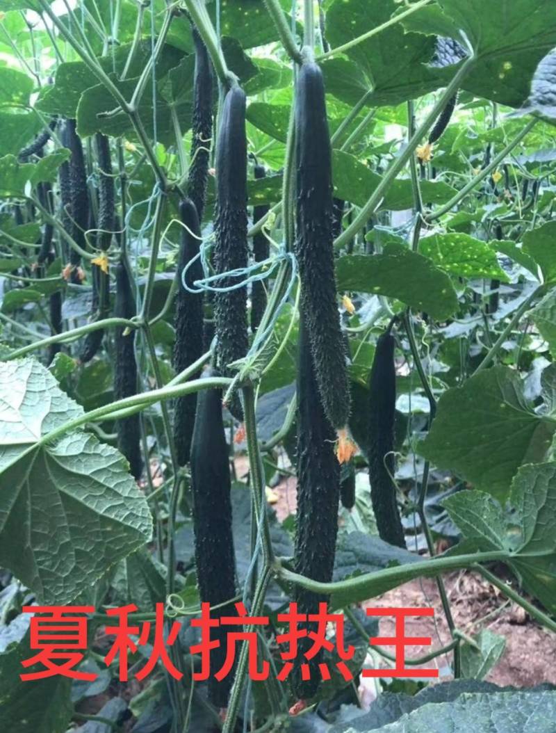 黄瓜种子夏秋抗热王露地绿芯耐热强磁黑油亮绿皮绿肉高产