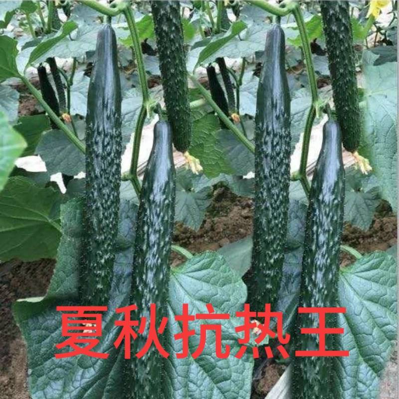 黄瓜种子夏秋抗热王露地绿芯耐热强磁黑油亮绿皮绿肉高产