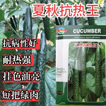 黄瓜种子夏秋抗热王露地绿芯耐热强磁黑油亮绿皮绿肉高产