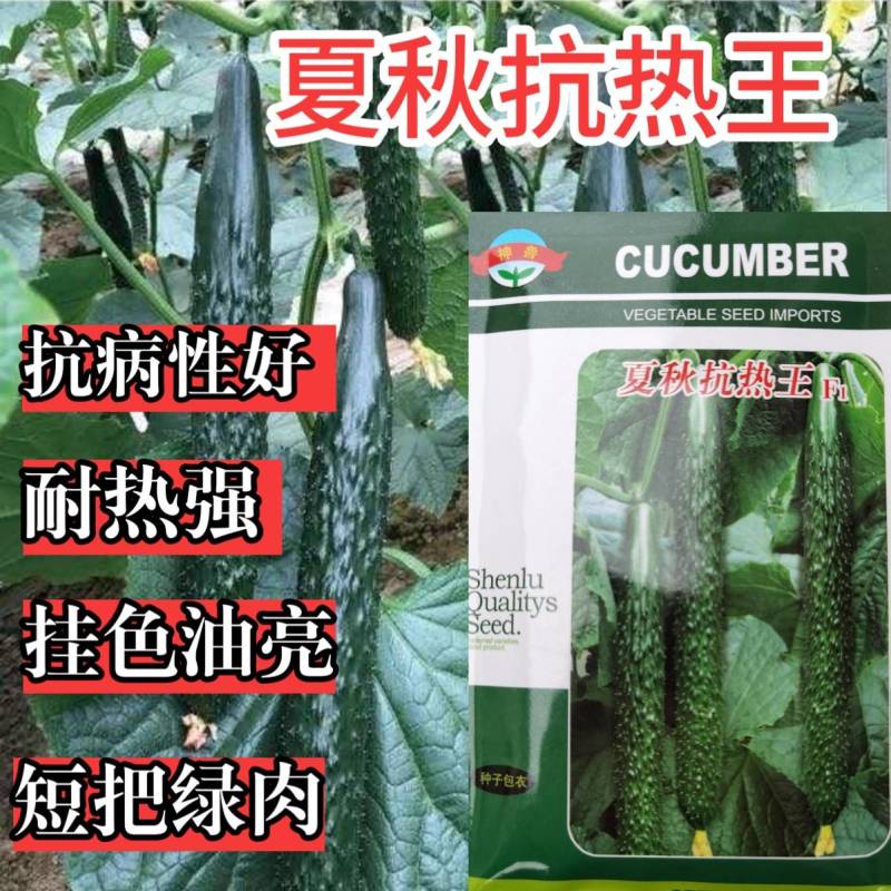 黄瓜种子夏秋抗热王露地绿芯耐热强磁黑油亮绿皮绿肉高产