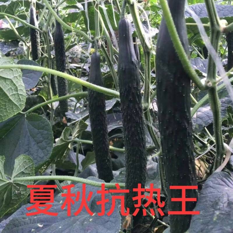 黄瓜种子夏秋抗热王露地绿芯耐热强磁黑油亮绿皮绿肉高产