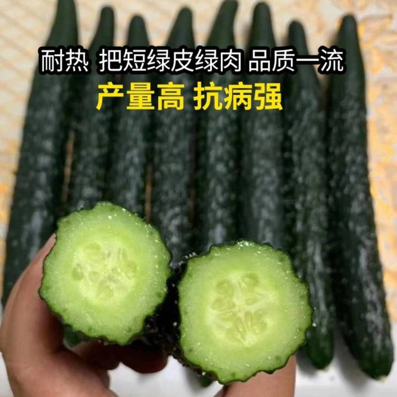 黄瓜种子夏秋抗热王露地绿芯耐热强磁黑油亮绿皮绿肉高产