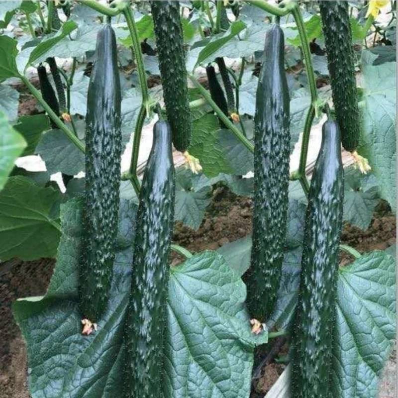 黄瓜种子夏秋抗热王露地绿芯耐热强磁黑油亮绿皮绿肉高产