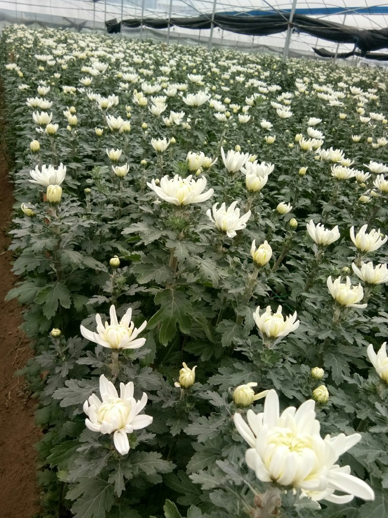 福建省三明非洲菊基地，一手货源基地直供，欢迎咨询合作