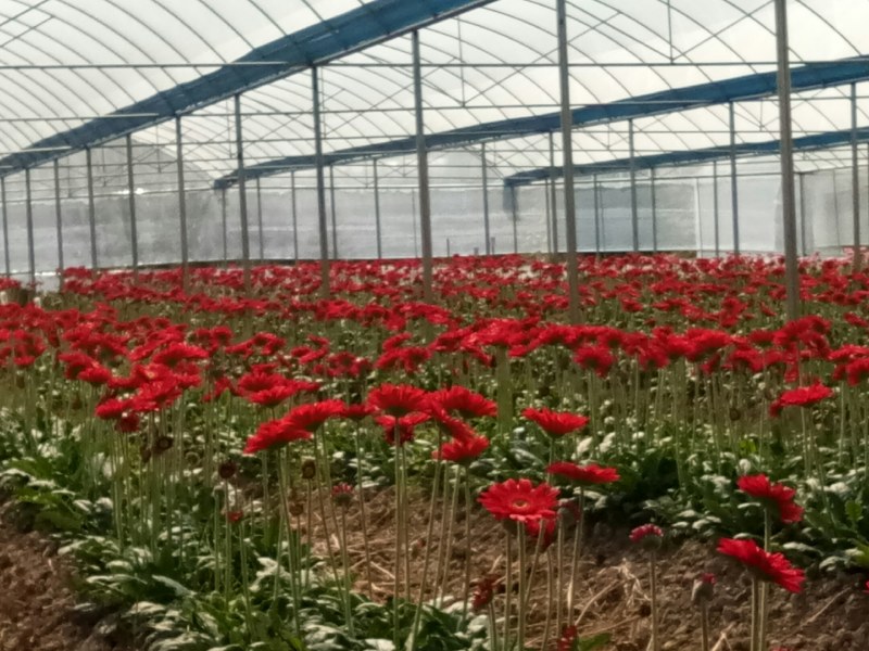 福建省三明非洲菊基地，一手货源基地直供，欢迎咨询合作