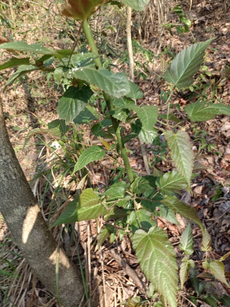 有做各种野生悬钩子根，茅梅根，三月泡，蛇泡竻，红梅根药材