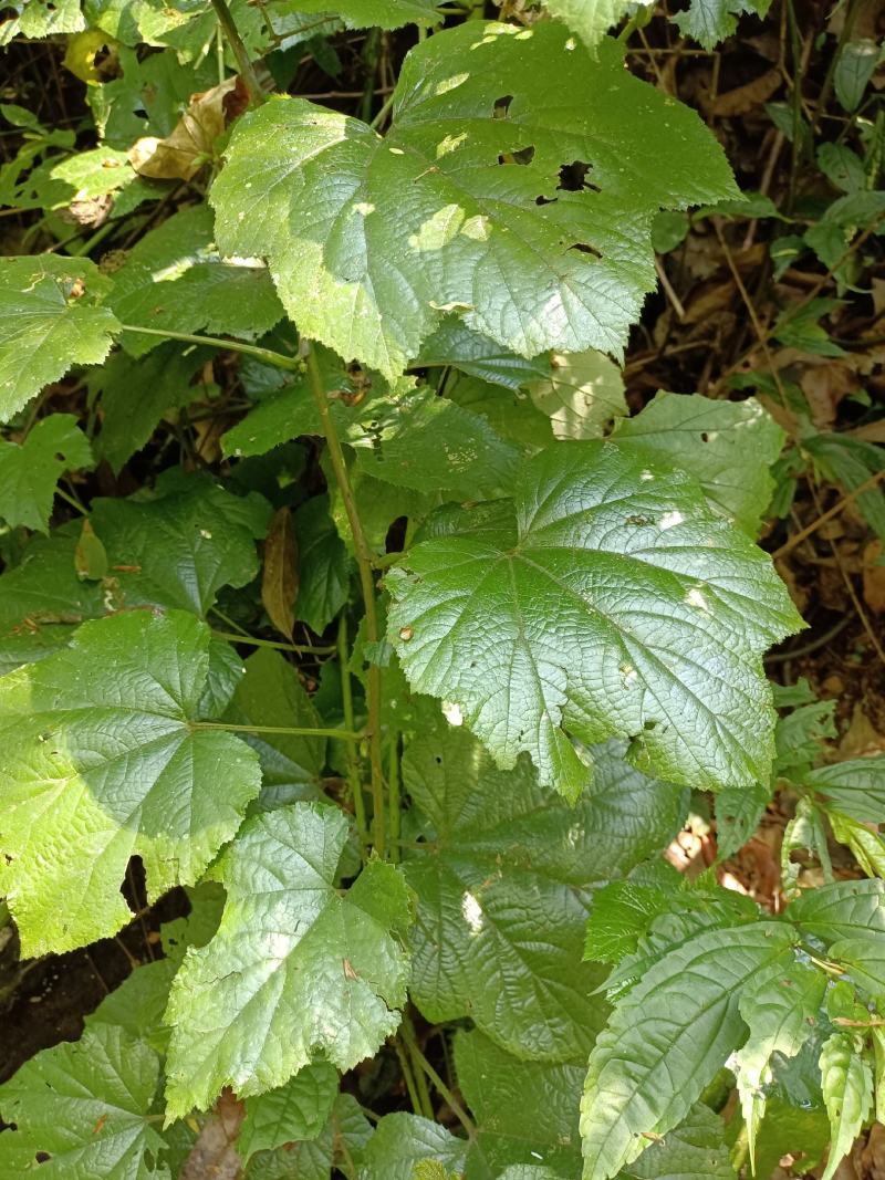 有做各种野生悬钩子根，茅梅根，三月泡，蛇泡竻，红梅根药材