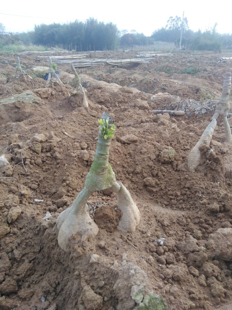 带芽带根须正宗广西葛根苗无渣粉葛种苗