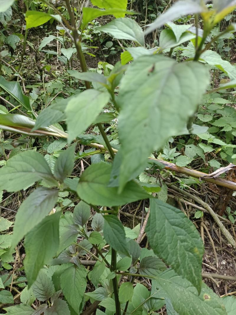 野生藿香，鲜货，干货需要提前预订，现采。