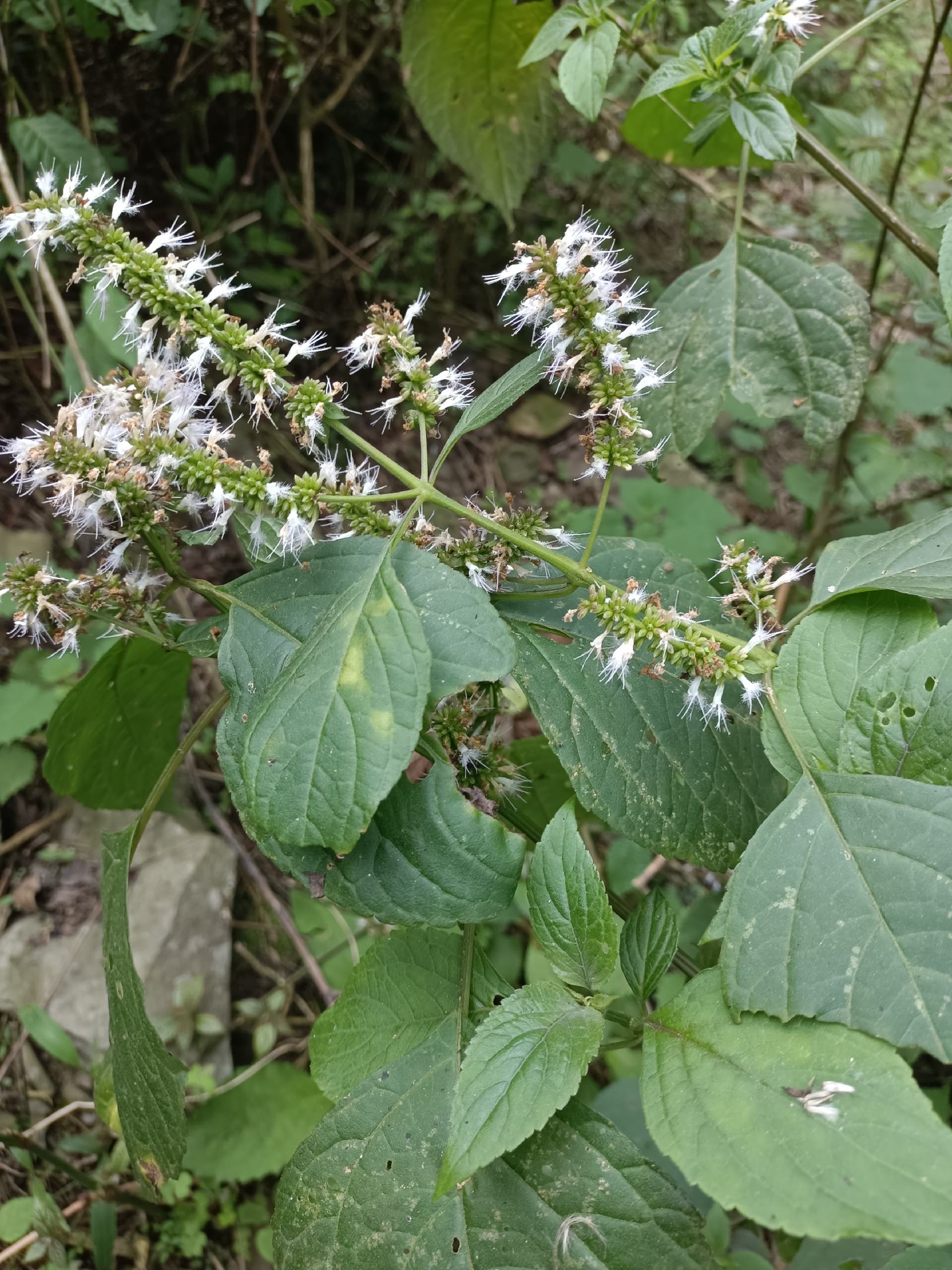 野生红穿破石根条,质量好,要货上山现采.