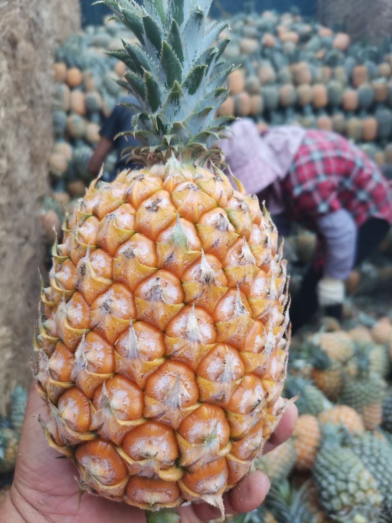 云南红河河口香水菠萝\大量现货丶产地直发电商货、市场货