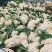 浙江台州松花菜散花白面青梗有机花菜产地代发全国市场