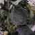 浙江西兰花加工品早熟大量上市价格便宜大颗粒无黑点