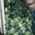 浙江西兰花加工品早熟大量上市价格便宜大颗粒无黑点