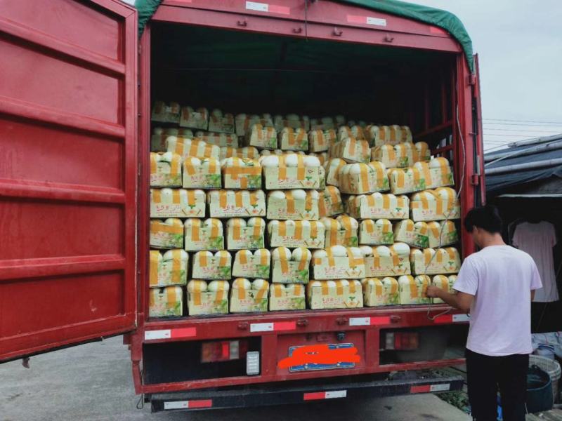 精品东方蜜1号甜瓜现摘现发新鲜采摘量大从优一条龙
