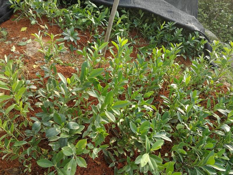 抢非洲茉莉一限购货(详情).60高*40冠精品货漂亮
