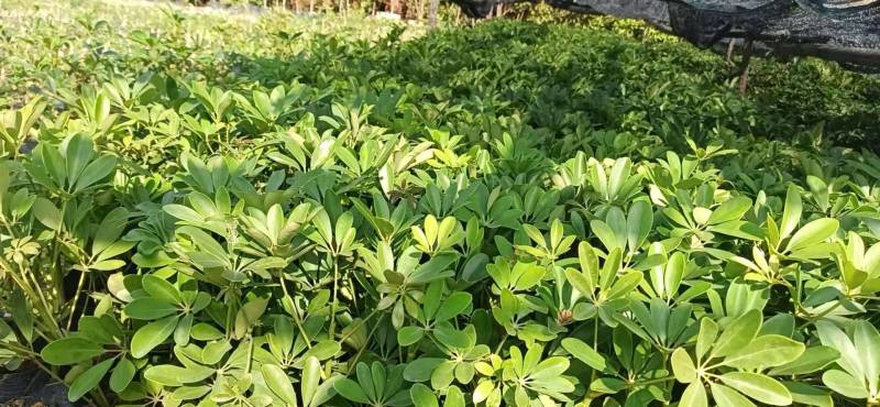 鸭脚木，鸭脚木小袋苗20cm以上活动