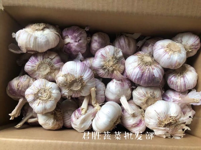 山东太空蒜紫皮白蒜干蒜基地直供商超专用