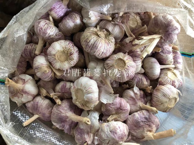 山东太空蒜紫皮白蒜干蒜基地直供商超专用