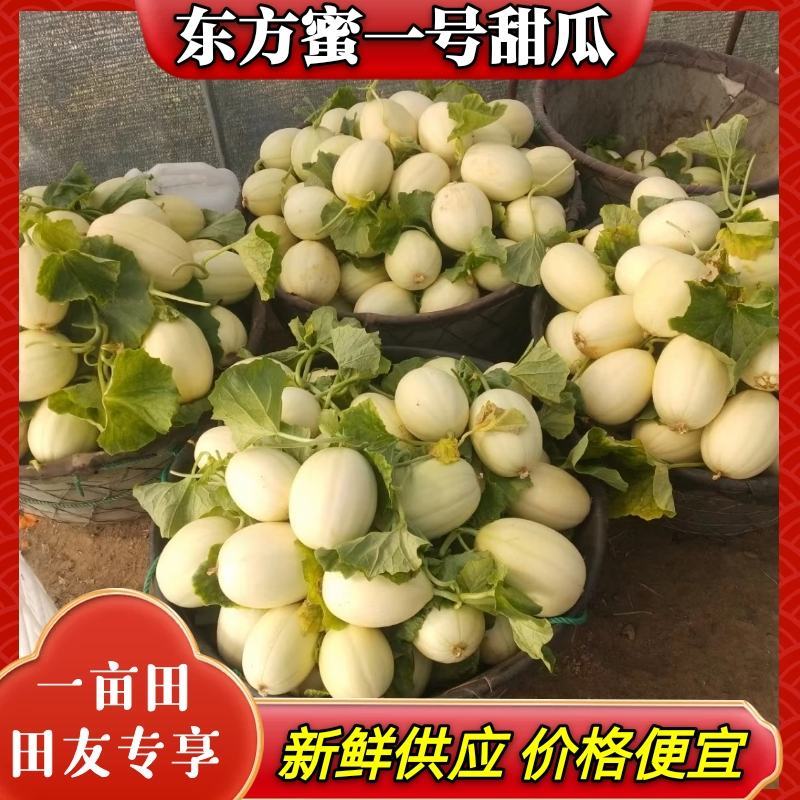 浙江台州东方蜜1号甜瓜电商对接一件代发新鲜采摘