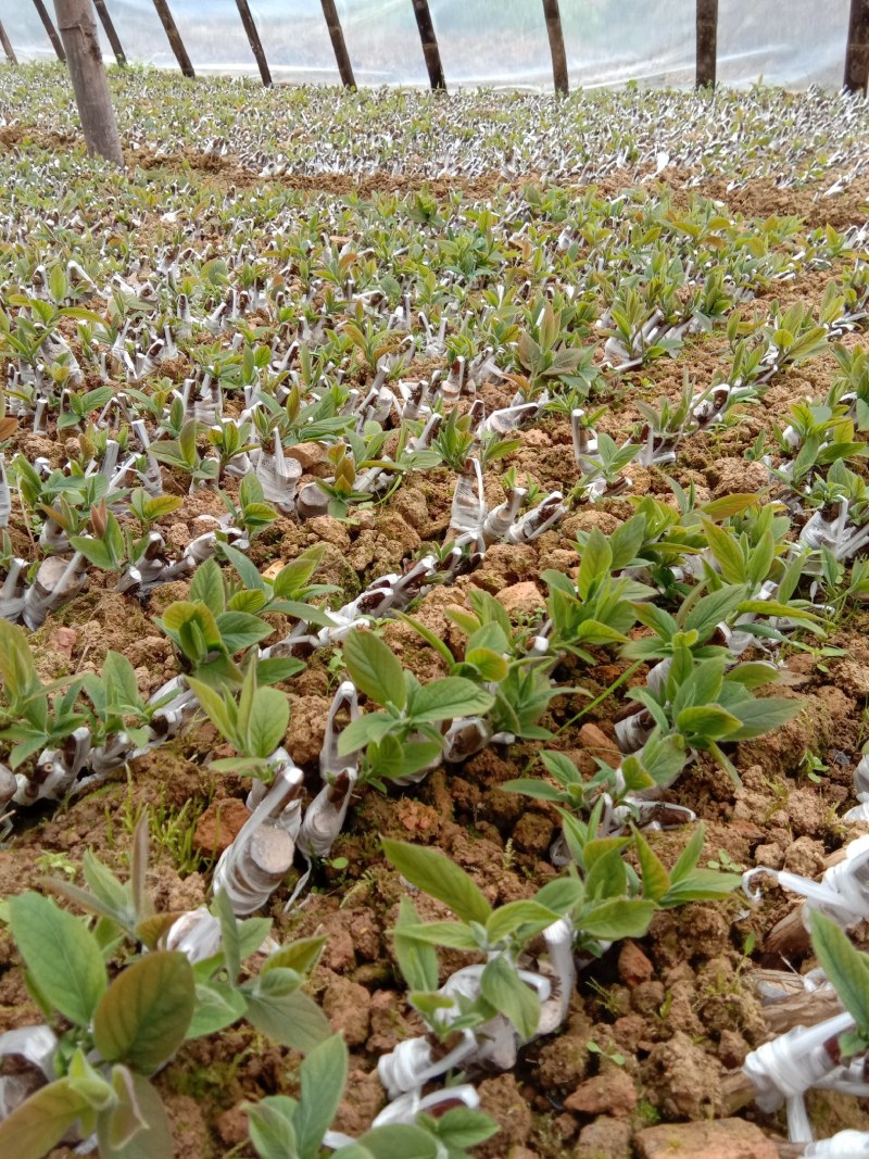 出售优良品种金银花苗