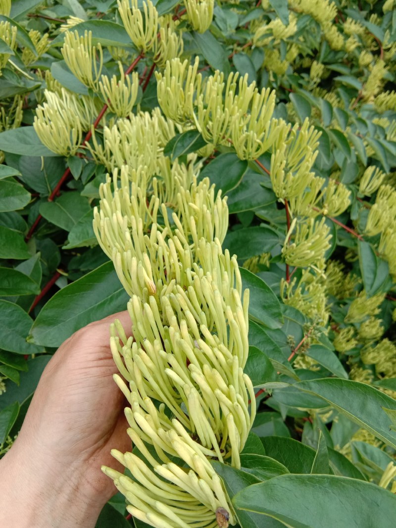 出售优良品种金银花苗
