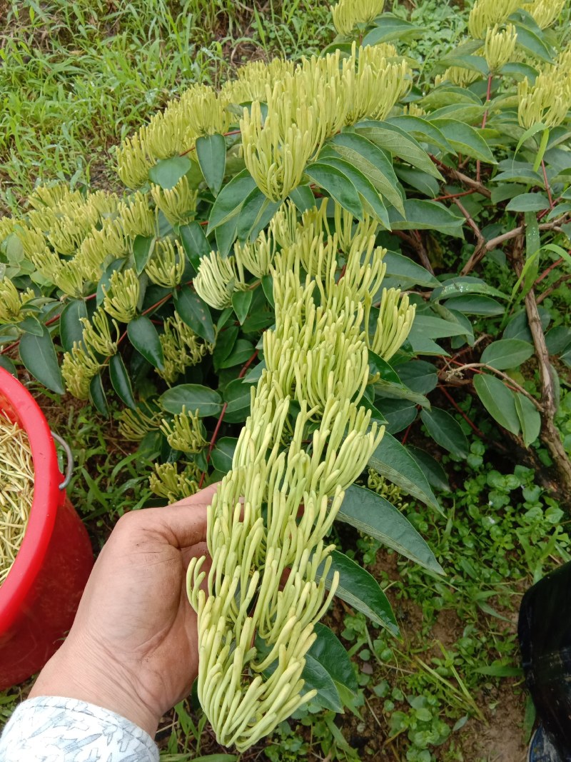 出售优良品种金银花苗