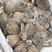 包技术包回收，养殖场直售杂交野兔比利时肉兔，供货全国
