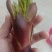 刺老芽，刺龙芽，刺嫩芽，电商代发