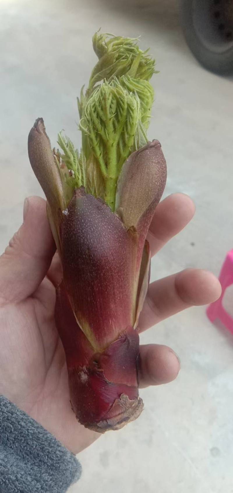 刺老芽，刺龙芽，刺嫩芽，电商代发