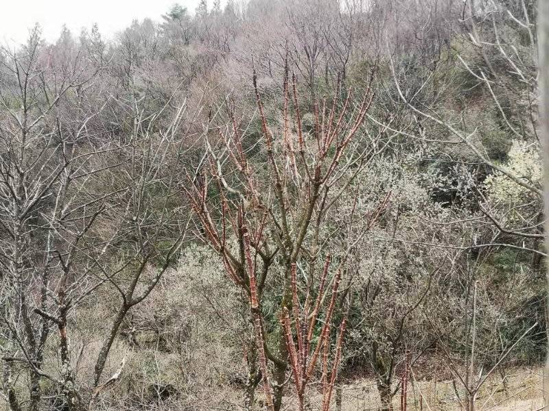 刺老芽，刺龙芽，刺嫩芽，电商代发