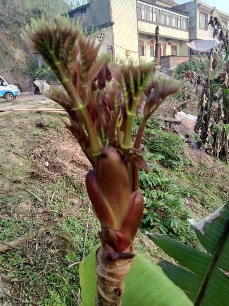 刺老芽，刺龙芽，刺嫩芽，电商代发