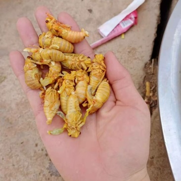 昆虫类金蝉爬蚱白蝉知了