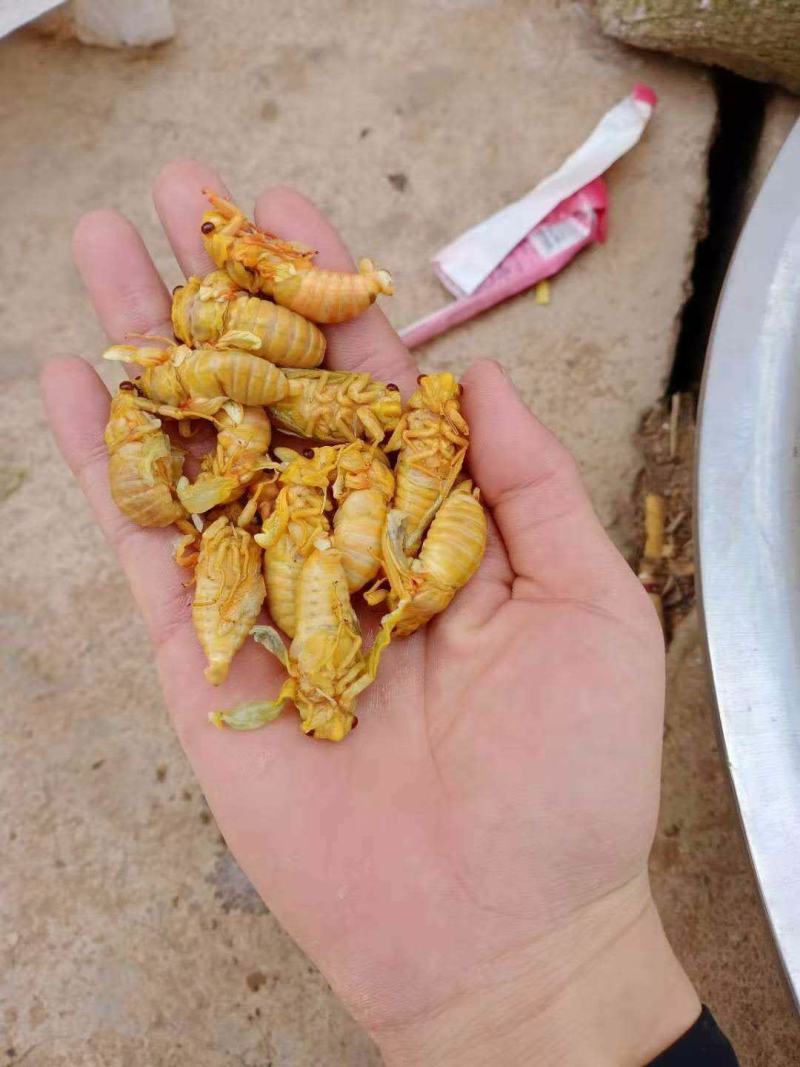 昆虫类金蝉爬蚱白蝉知了