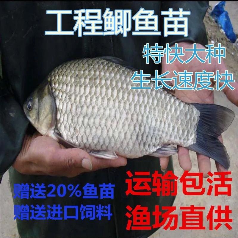 包邮中科5号鲫鱼苗土鲫鱼苗湘云鲫鱼苗工程鲫鱼苗黄金鲫鱼苗