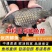 包邮中科5号鲫鱼苗土鲫鱼苗湘云鲫鱼苗工程鲫鱼苗黄金鲫鱼苗