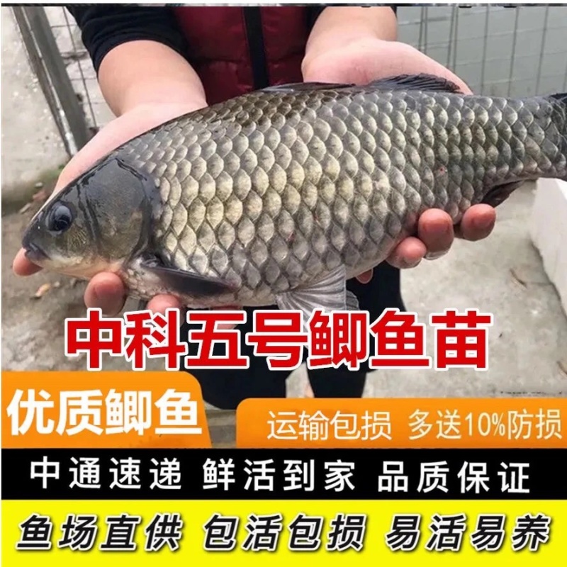 包邮中科5号鲫鱼苗土鲫鱼苗湘云鲫鱼苗工程鲫鱼苗黄金鲫鱼苗