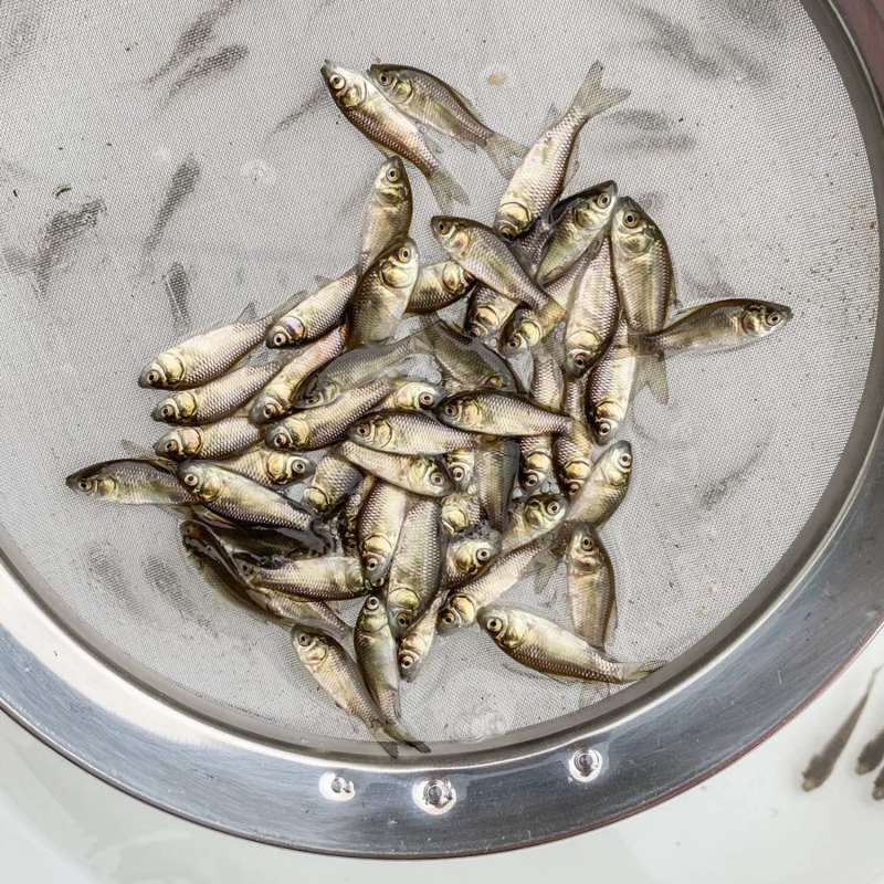 包邮中科5号鲫鱼苗土鲫鱼苗湘云鲫鱼苗工程鲫鱼苗黄金鲫鱼苗