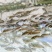 包邮中科5号鲫鱼苗土鲫鱼苗湘云鲫鱼苗工程鲫鱼苗黄金鲫鱼苗