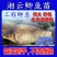 包邮中科5号鲫鱼苗土鲫鱼苗湘云鲫鱼苗工程鲫鱼苗黄金鲫鱼苗