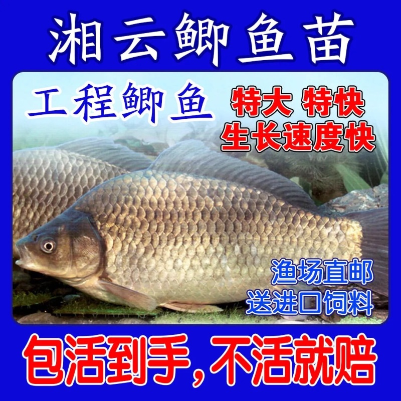 包邮中科5号鲫鱼苗土鲫鱼苗湘云鲫鱼苗工程鲫鱼苗黄金鲫鱼苗