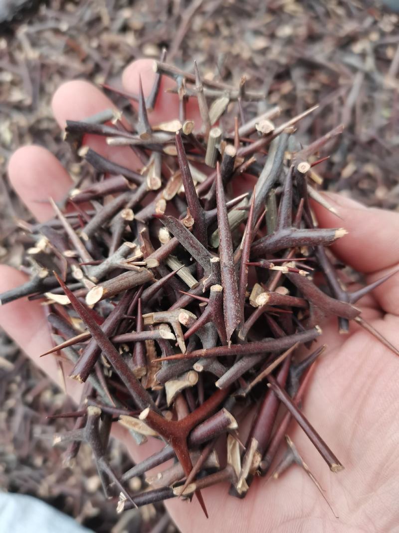 皂刺纯刺皂角刺皂荚刺天丁皂刺新货