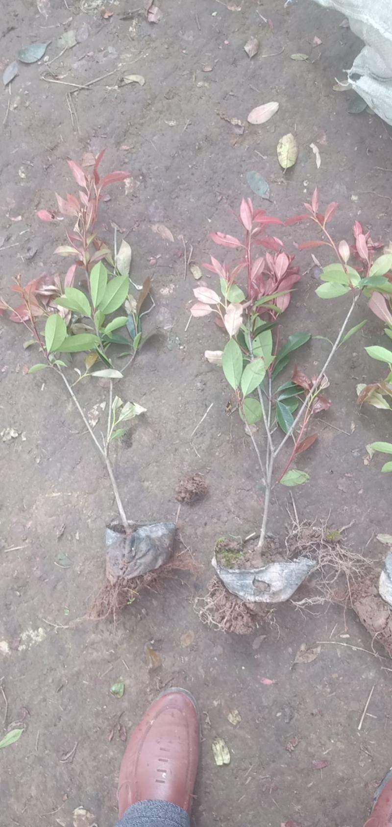 【牛商推荐】红叶石苗大杯地被绿篱规格齐全颜色鲜美量大价低