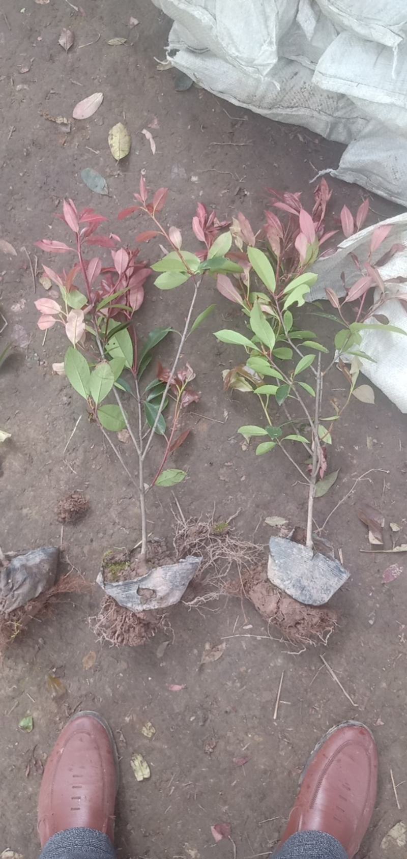 【牛商推荐】红叶石苗大杯地被绿篱规格齐全颜色鲜美量大价低